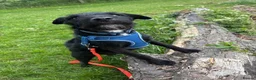 Patterdale Terrier dogs for sale: Patterdale Terrier  - Advert 1