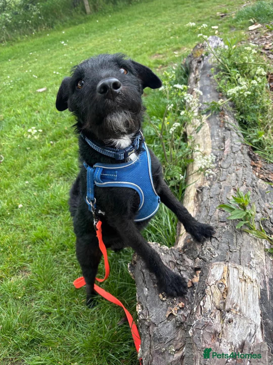 Patterdale Terrier dogs for sale: Patterdale Terrier  - Advert 1