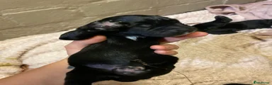 Mixed Breed 6