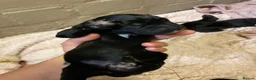 Mixed Breed dogs for sale: Rottweiler/akita / mastiff/ Serbiandefence puppies in Swadlincote - Advert 5