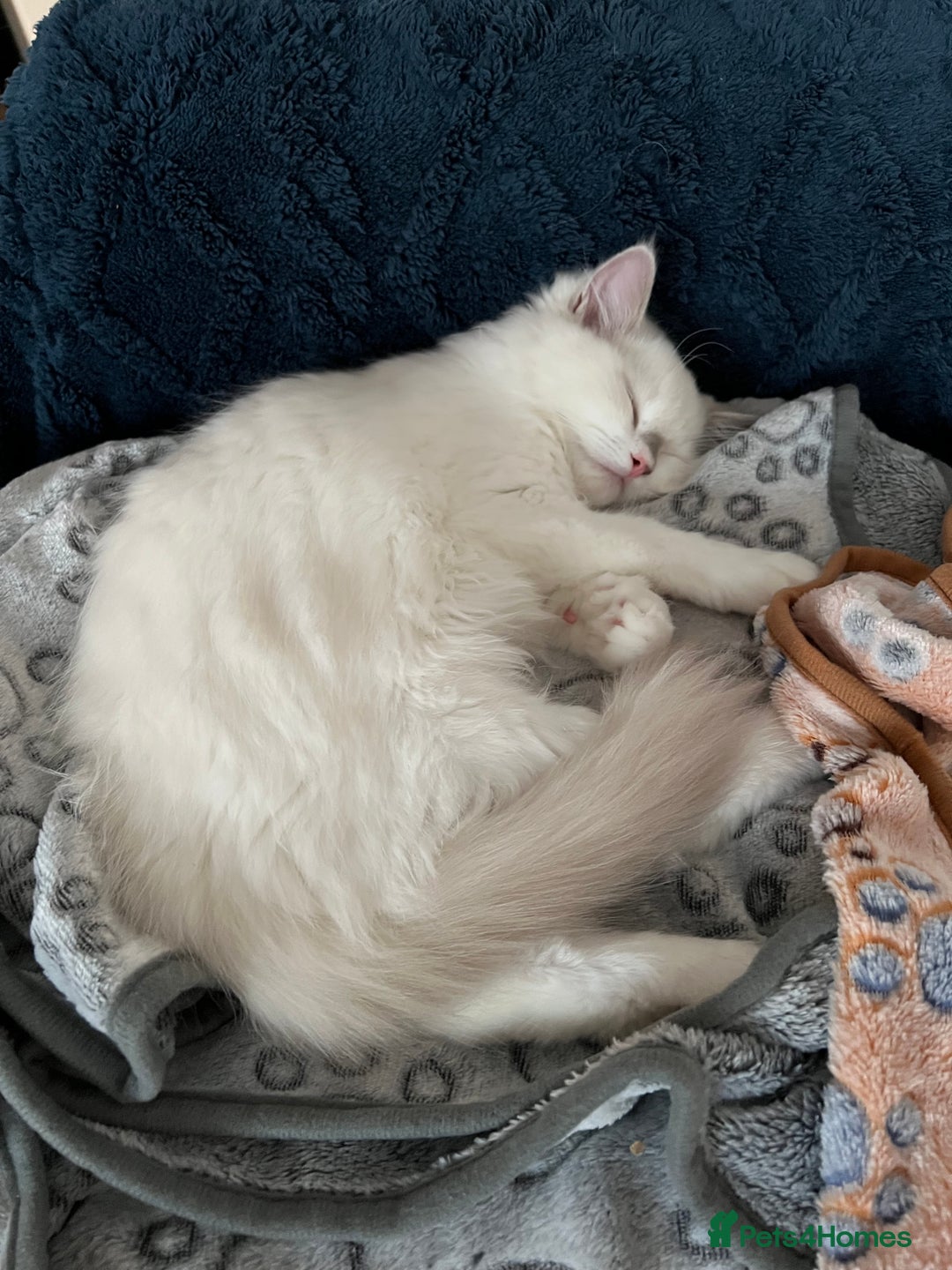 Ragdoll cats for sale: Beautiful Pedigree Ragdoll Kittens - Image 9