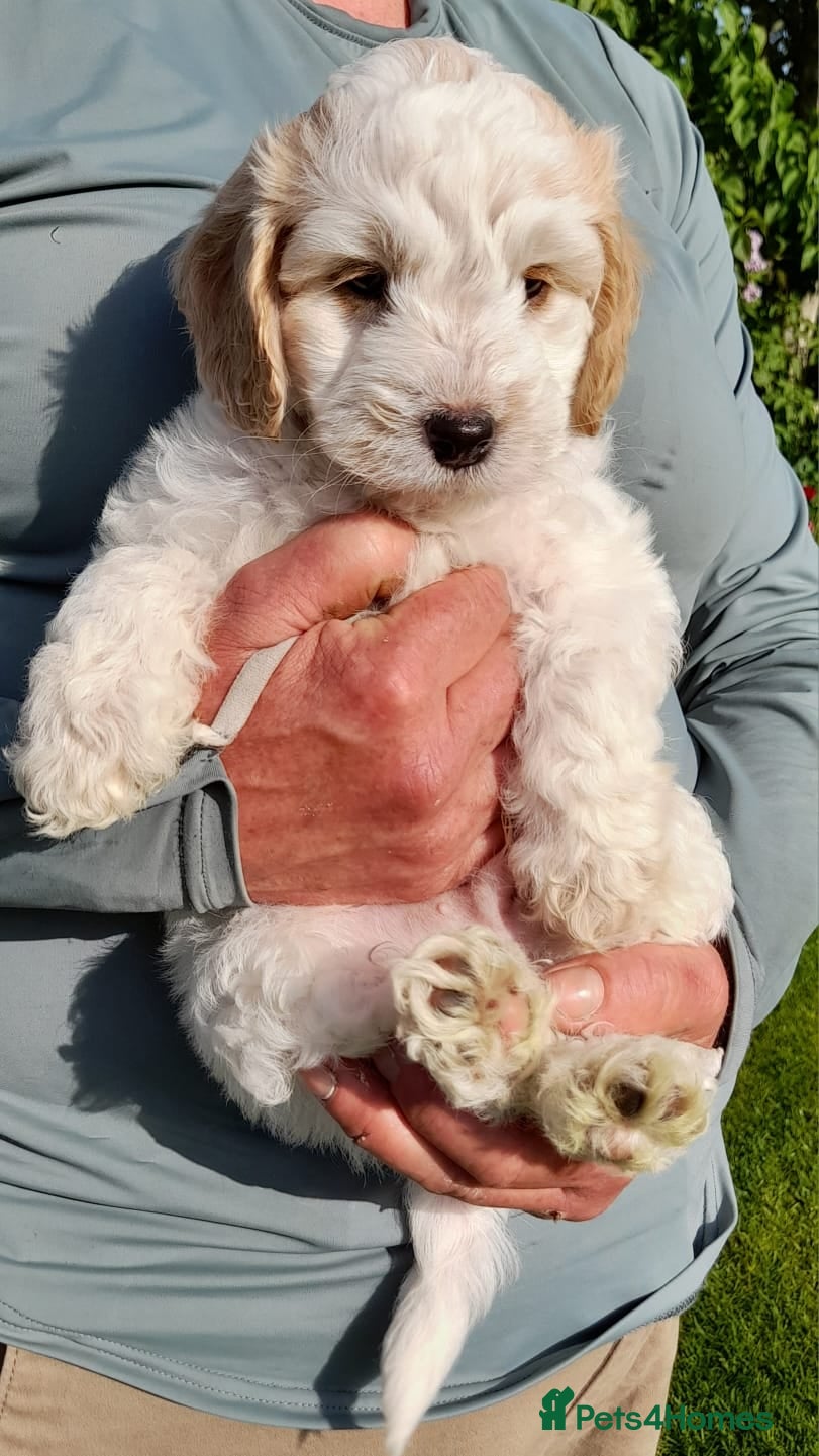 Cockapoo dogs *LAST 2 BOYS REMAINING* gorgeous F2 Cockapoo pups - Advert 2