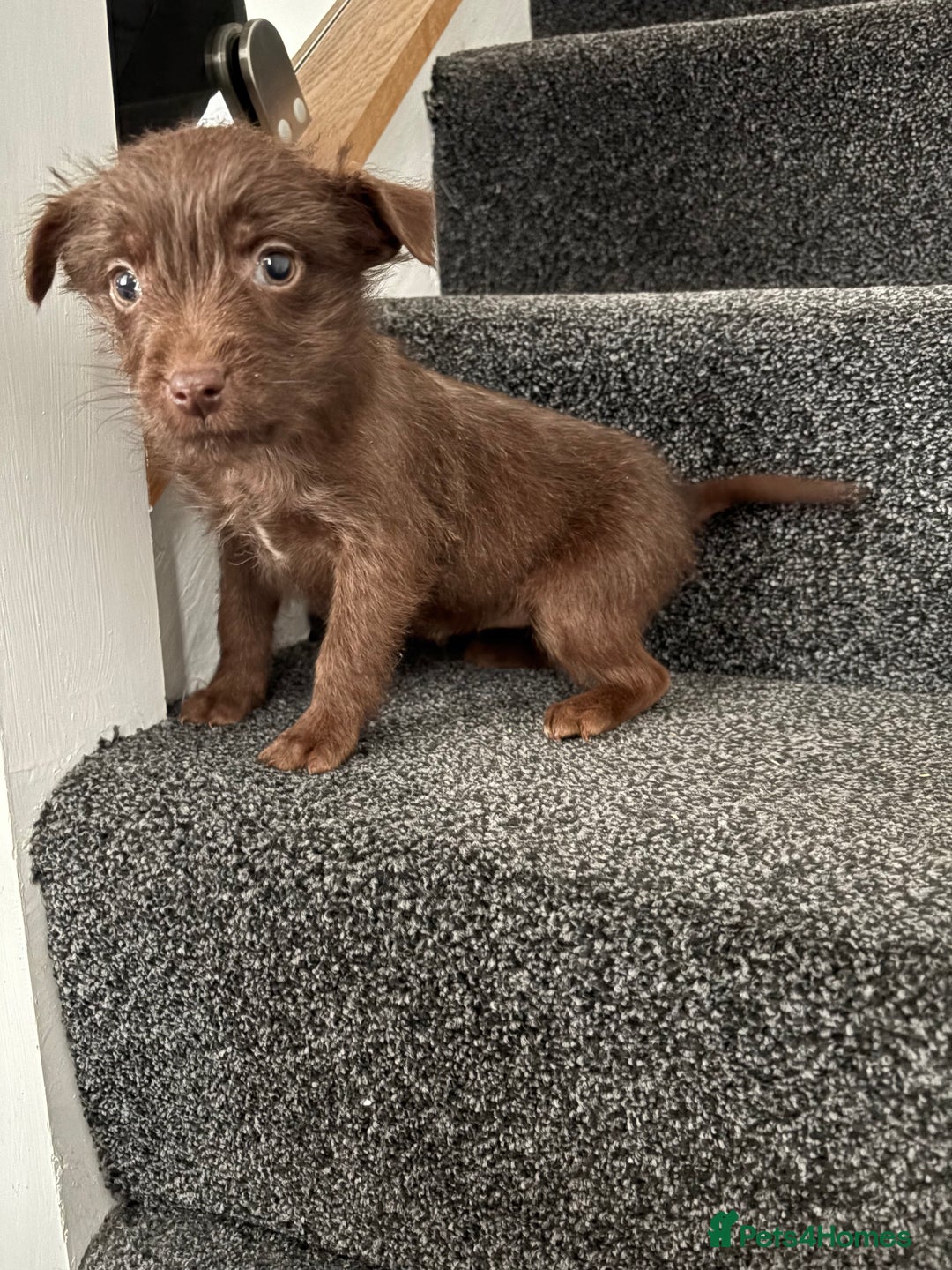 Patterdale Terrier dogs for sale: Patterdale Terrier pups  - Advert 3
