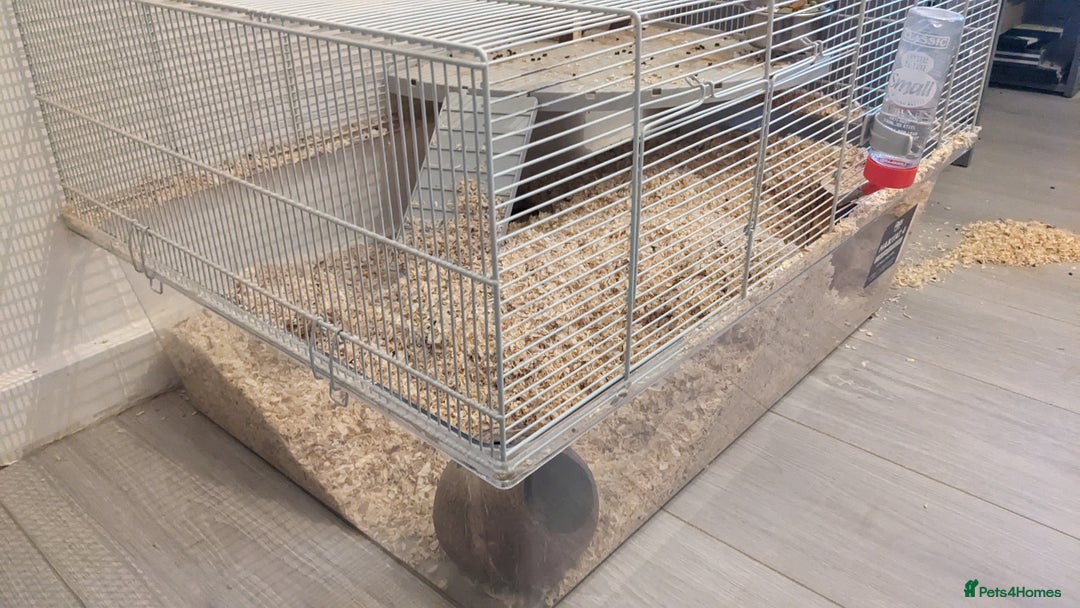 Gerbil rodents for sale: Girbills  - Advert 4