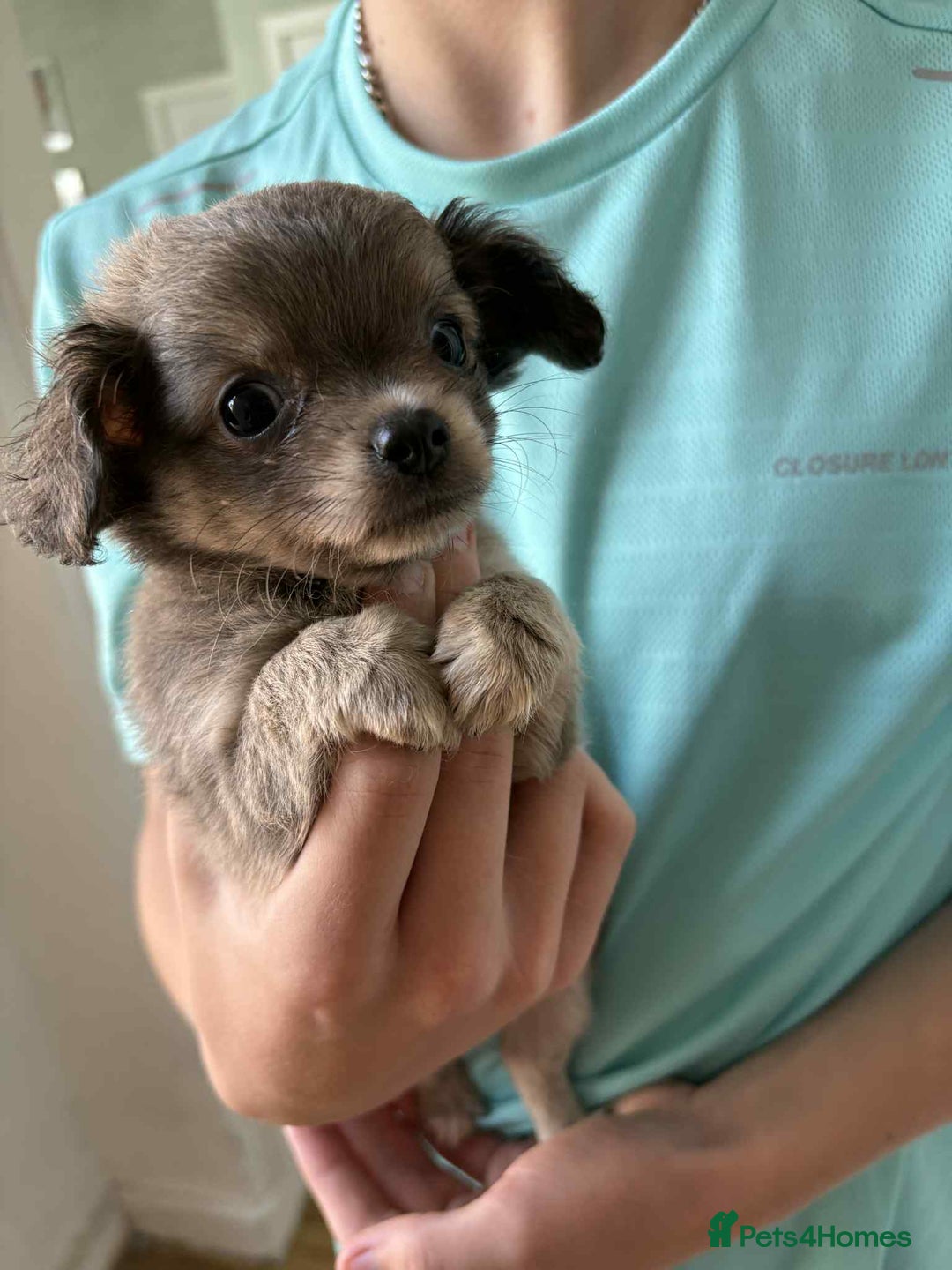 Chihuahua dogs for sale: Two boy chihuahua puppies  - Image 4