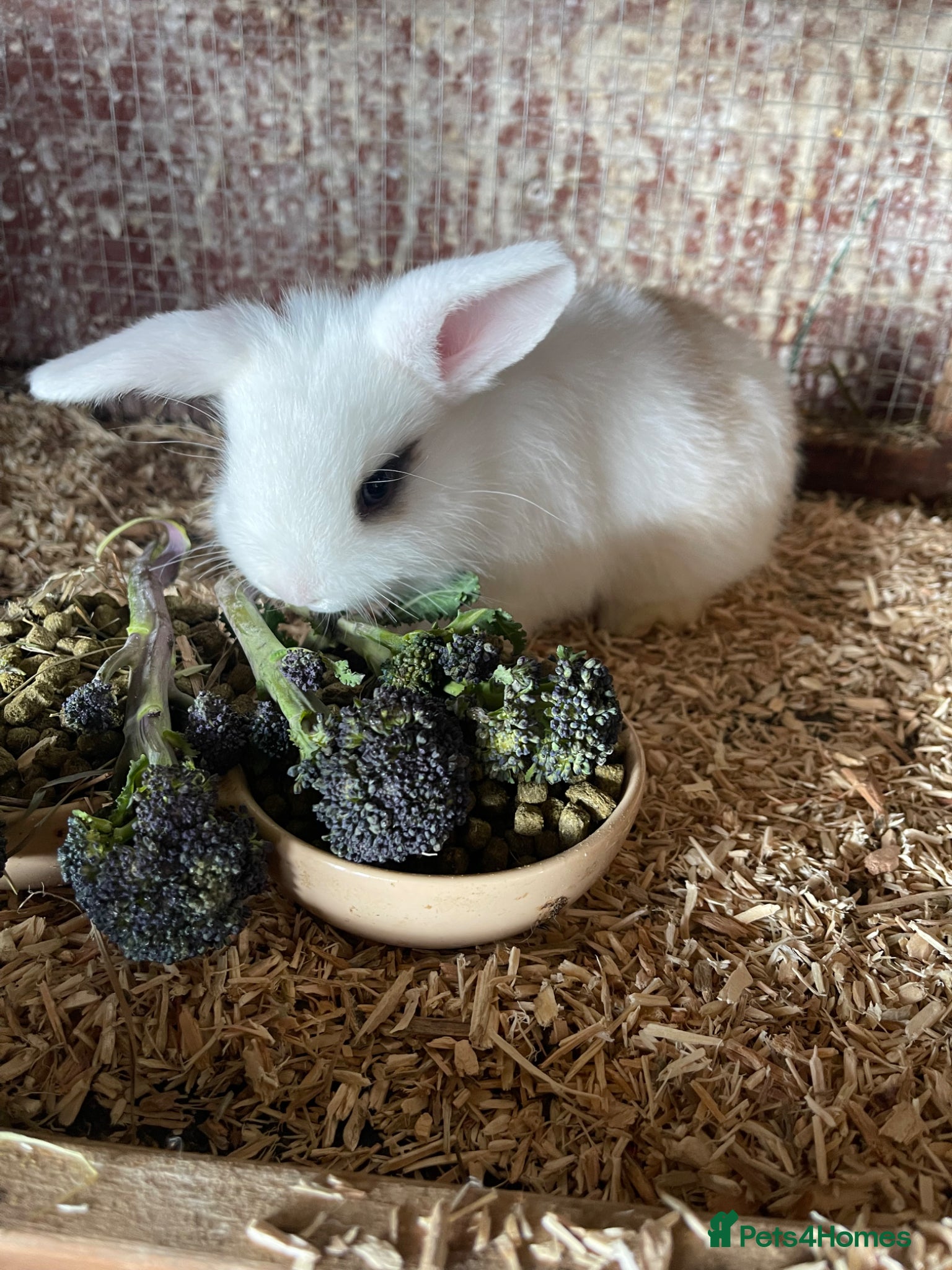 Mini Lop rabbits 2 mini lop eared rabbits - Advert 5