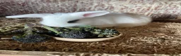 Mini Lop rabbits for sale: 2 mini lop eared rabbits - Advert 1