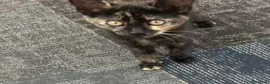 Domestic Shorthair 3