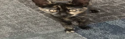 Domestic Shorthair cats for sale: Five Beautiful Kittens ready for their new home - Advert 8