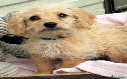 Labradoodle dogs for sale: Miniature Labradoodle puppies  - Image 14