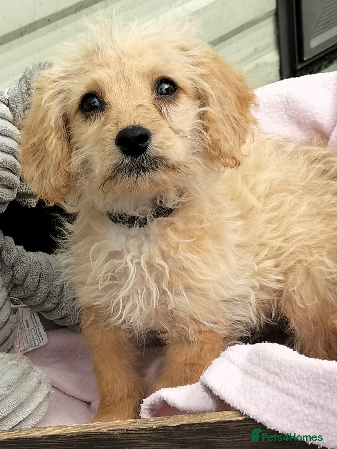 Labradoodle dogs for sale: Miniature Labradoodle puppies  - Image 14