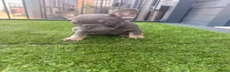 French Bulldog dogs for sale: Beautiful French Bulldog Puppies - ready soon - Advert 5