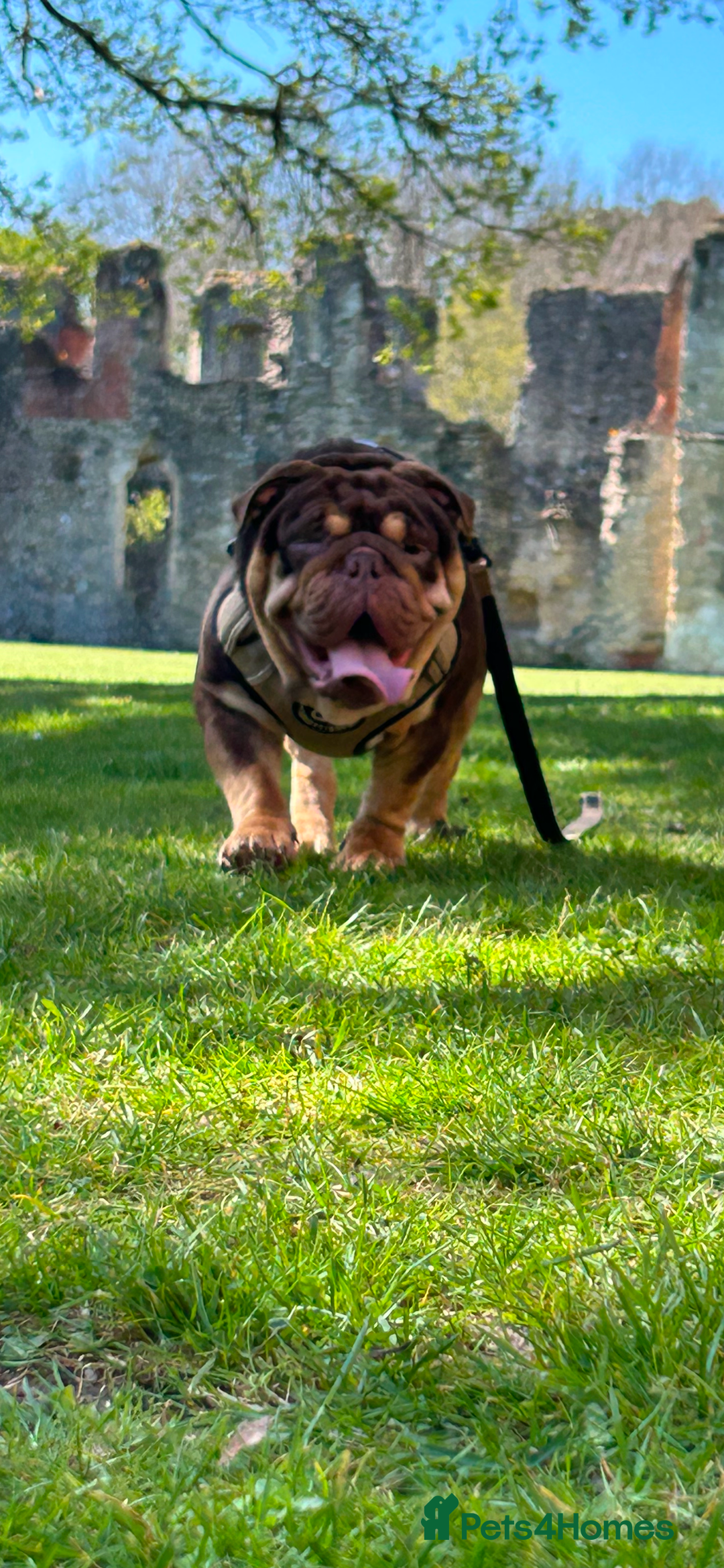 English Bulldog dogs for stud: Sons of king nemesis & epic bully (darling) in Southampton - Image 4