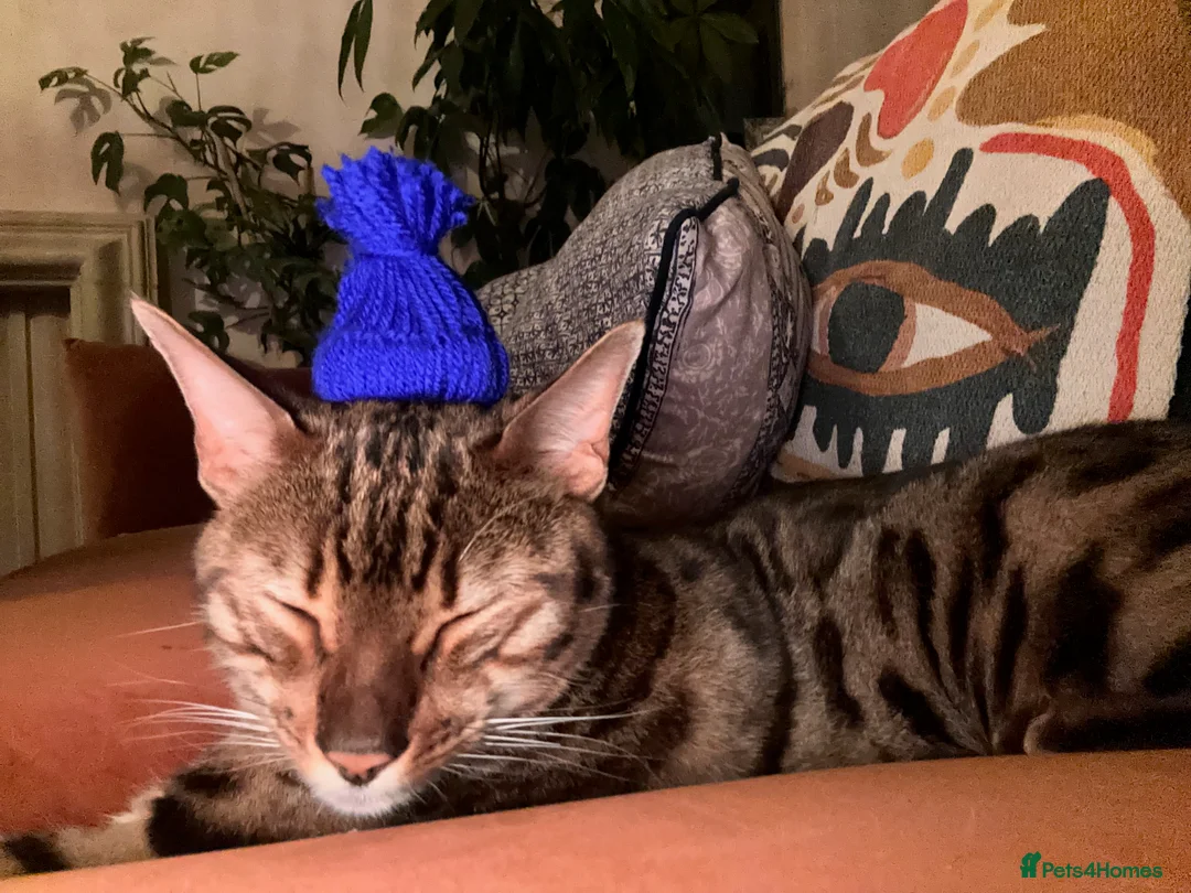 Bengal cats for sale: Stunning 18-Month-Old Male Bengal  - Advert 2