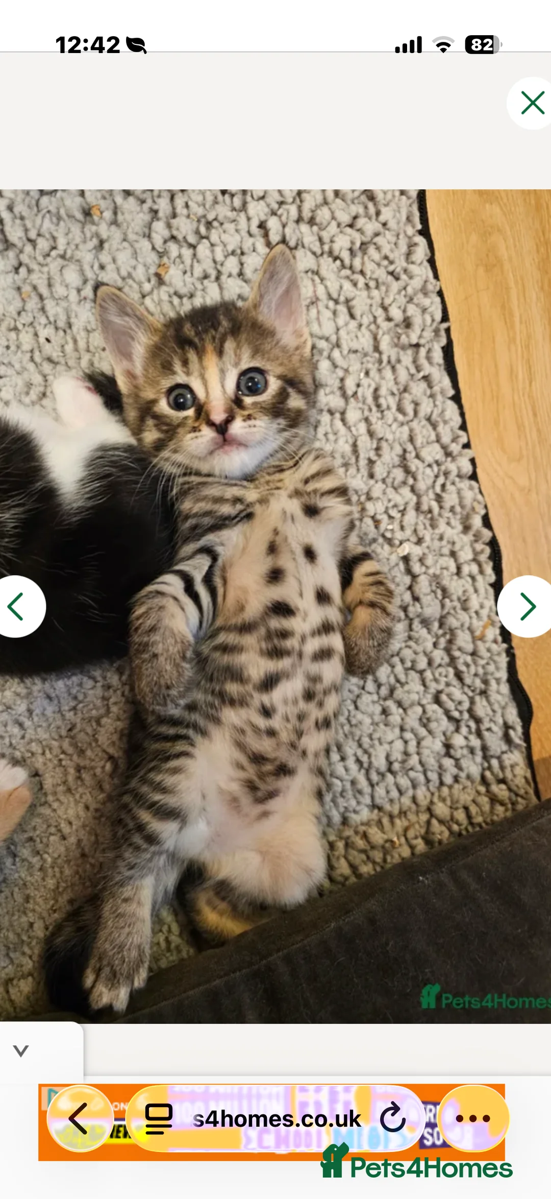 Mixed Breed cats for sale: Cute kitten, half breed - Advert 2