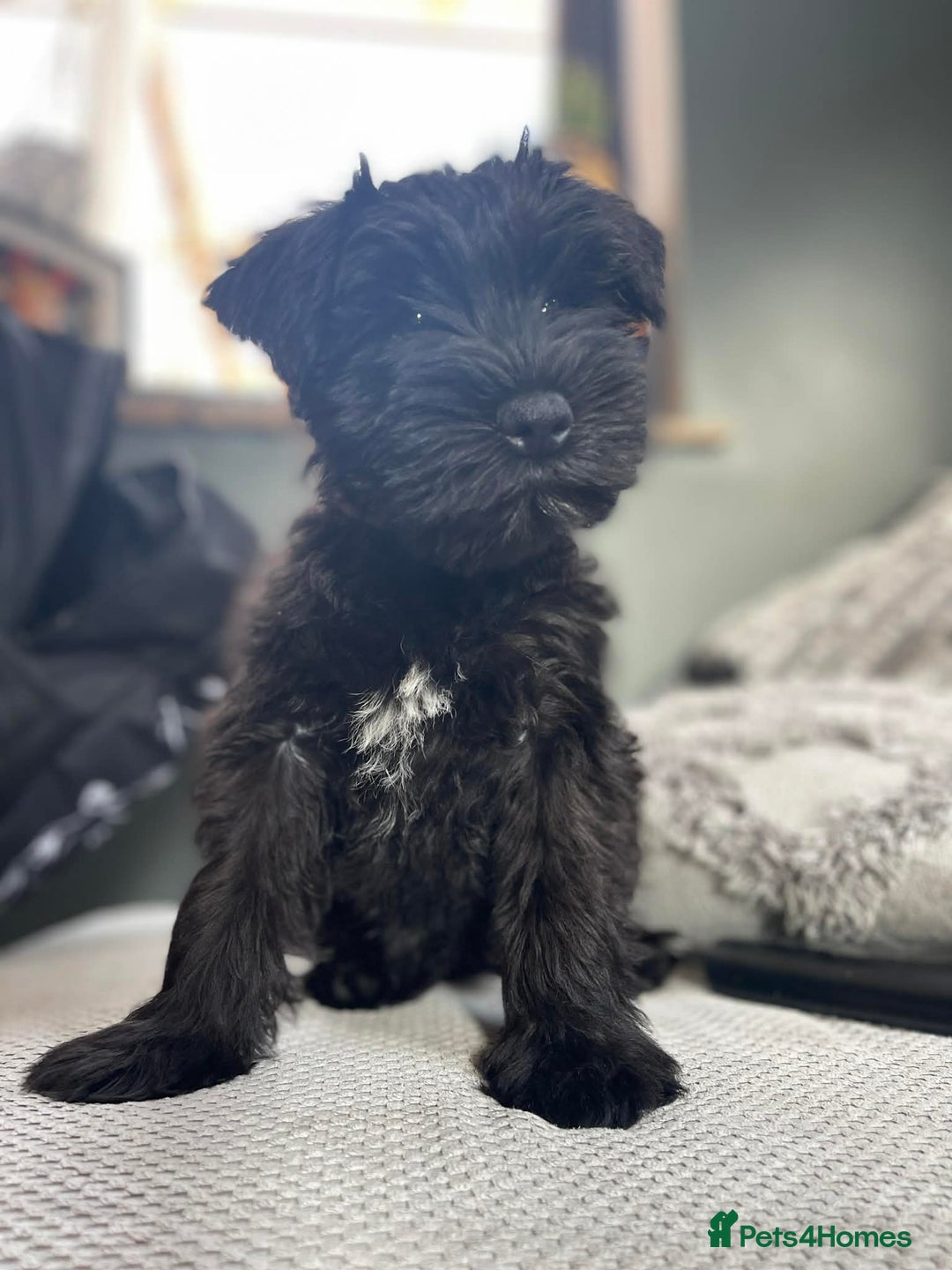 Miniature Schnauzer dogs for sale: Miniature Schnauzer Liver gene litter - Advert 12