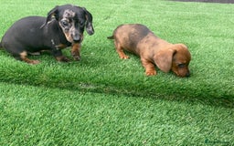 Miniature Dachshund dogs for sale: 4 adorable miniature dachshund puppies  - Image 18