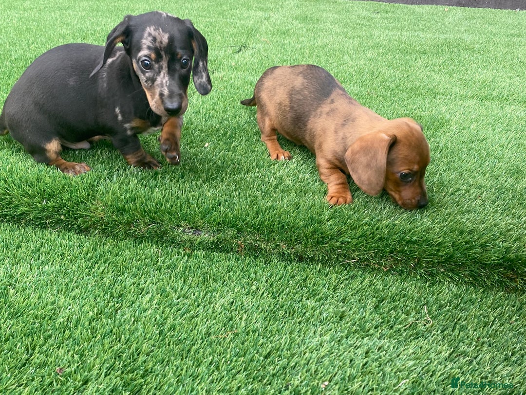 Miniature Dachshund dogs for sale: 4 adorable miniature dachshund puppies  - Image 18