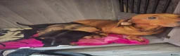 Dachshund dogs for sale: Dachshund puppies  - Advert 1
