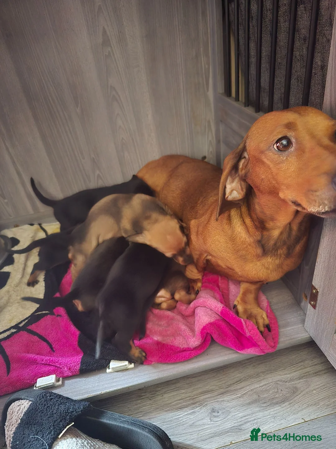 Dachshund dogs for sale: Dachshund puppies  - Advert 1