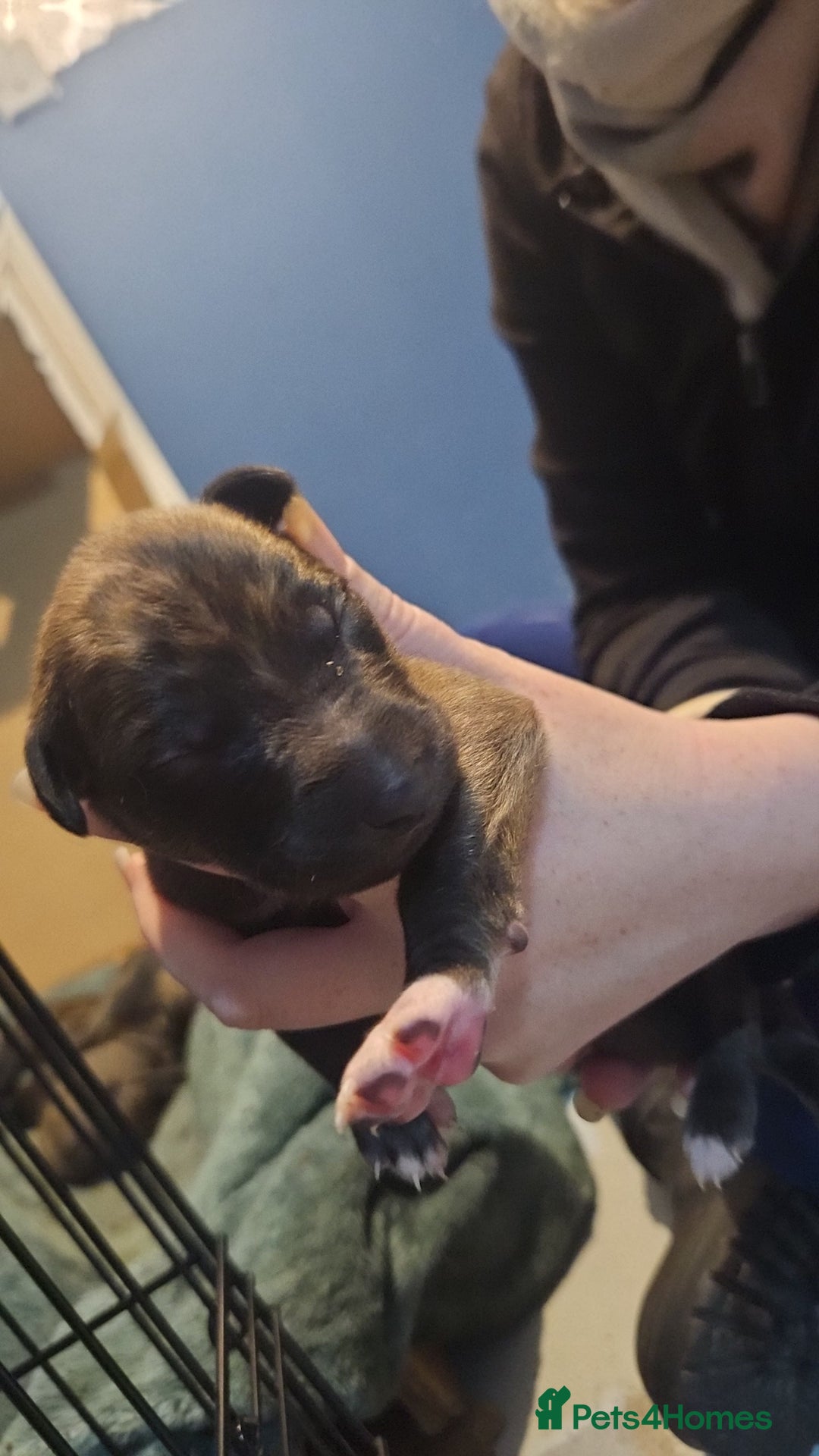 Whippet dogs for sale: 8 beautiful  brindle whippet  - Advert 10