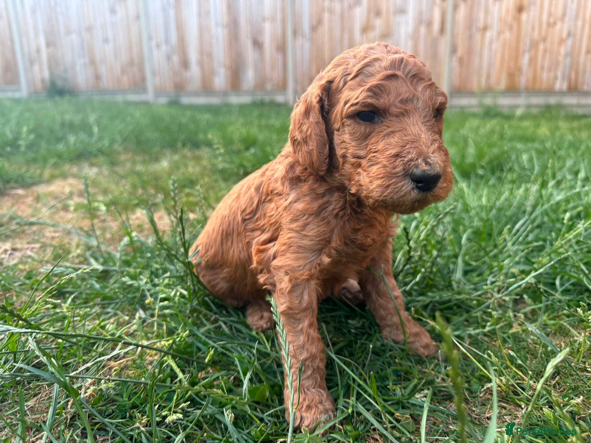 Goldendoodle dogs for sale: Stunning Goldendoodle Puppies in Herne Bay - Advert 11