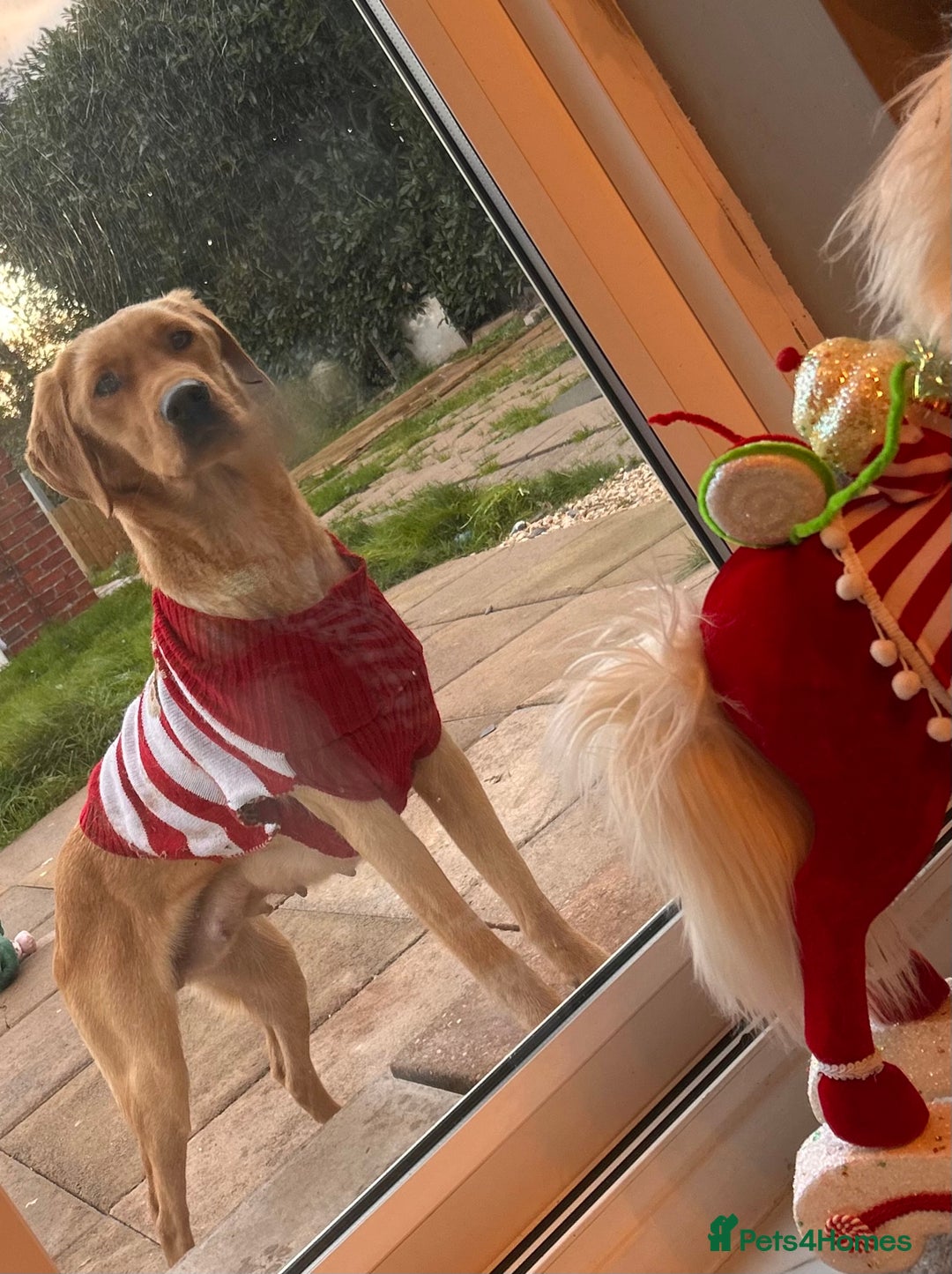 Labrador Retriever dogs for sale: Beautiful chunky fox red labradors 1 BOY LEFT  - Advert 2