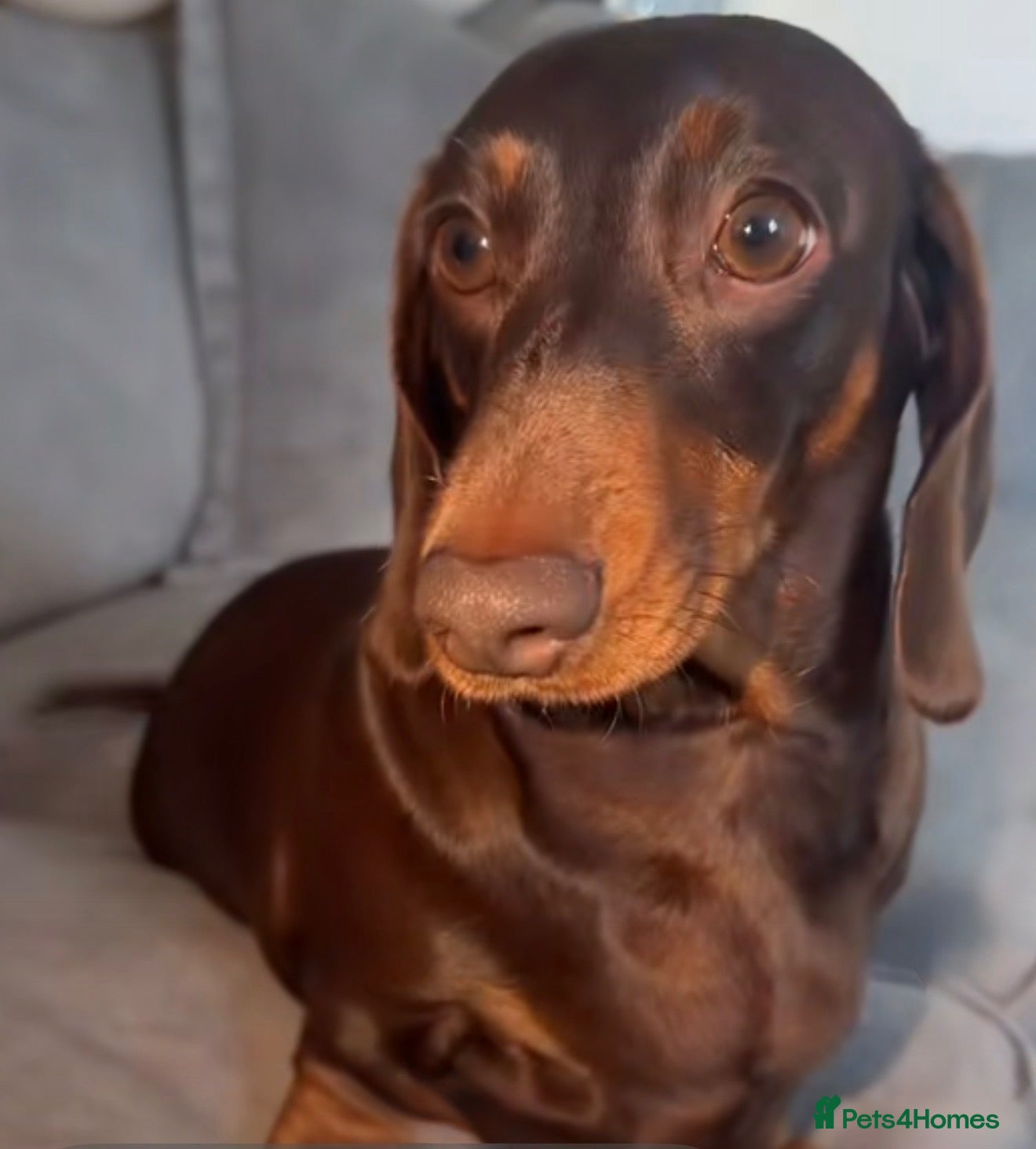Miniature Dachshund dogs for sale: Miniature dachshund pups  - Advert 14
