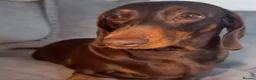 Miniature Dachshund dogs for sale: Miniature dachshund pups  - Advert 7