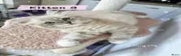 Ragdoll cats for sale: Amazing Ragdoll kittens in Leighton Buzzard - Advert 11