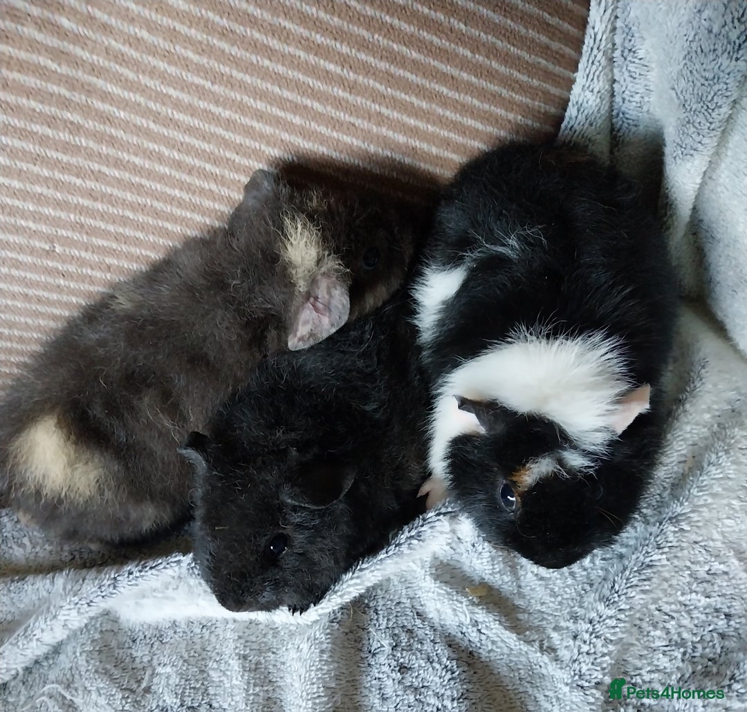 Guinea Pig rodents for sale: Baby teddyguinea pigs - Image 4