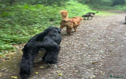 Giant Schnauzer dogs for stud: Giant Schnauzer for stud - Image 22