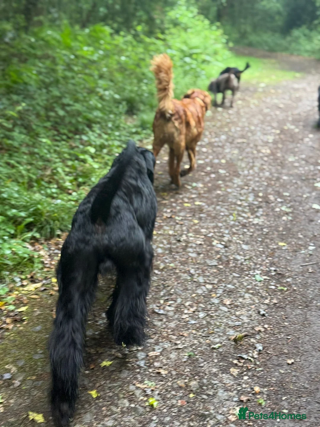 Giant Schnauzer dogs for stud: Giant Schnauzer for stud - Advert 22