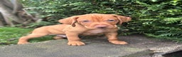 Hungarian Vizsla dogs for sale: Hungarian Vizsla Puppies for sale  - Advert 2