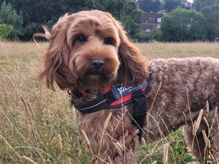 Cockapoo dogs Red/Tan F1 Cockapoo for Stud only. in London - Advert 3