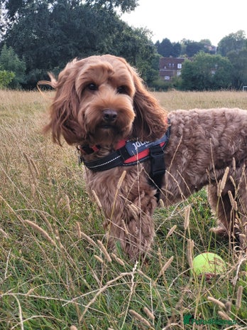 Cockapoo dogs in London - Advert 1