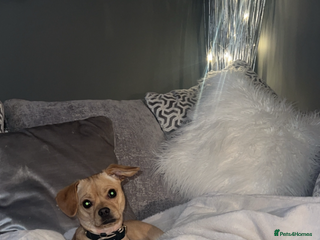 Cavalier King Charles Spaniel dogs - Advert 29