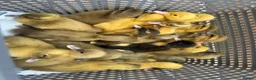 Ducks poultry for sale: SOLD Ducklings hatched 1st july - Advert 1
