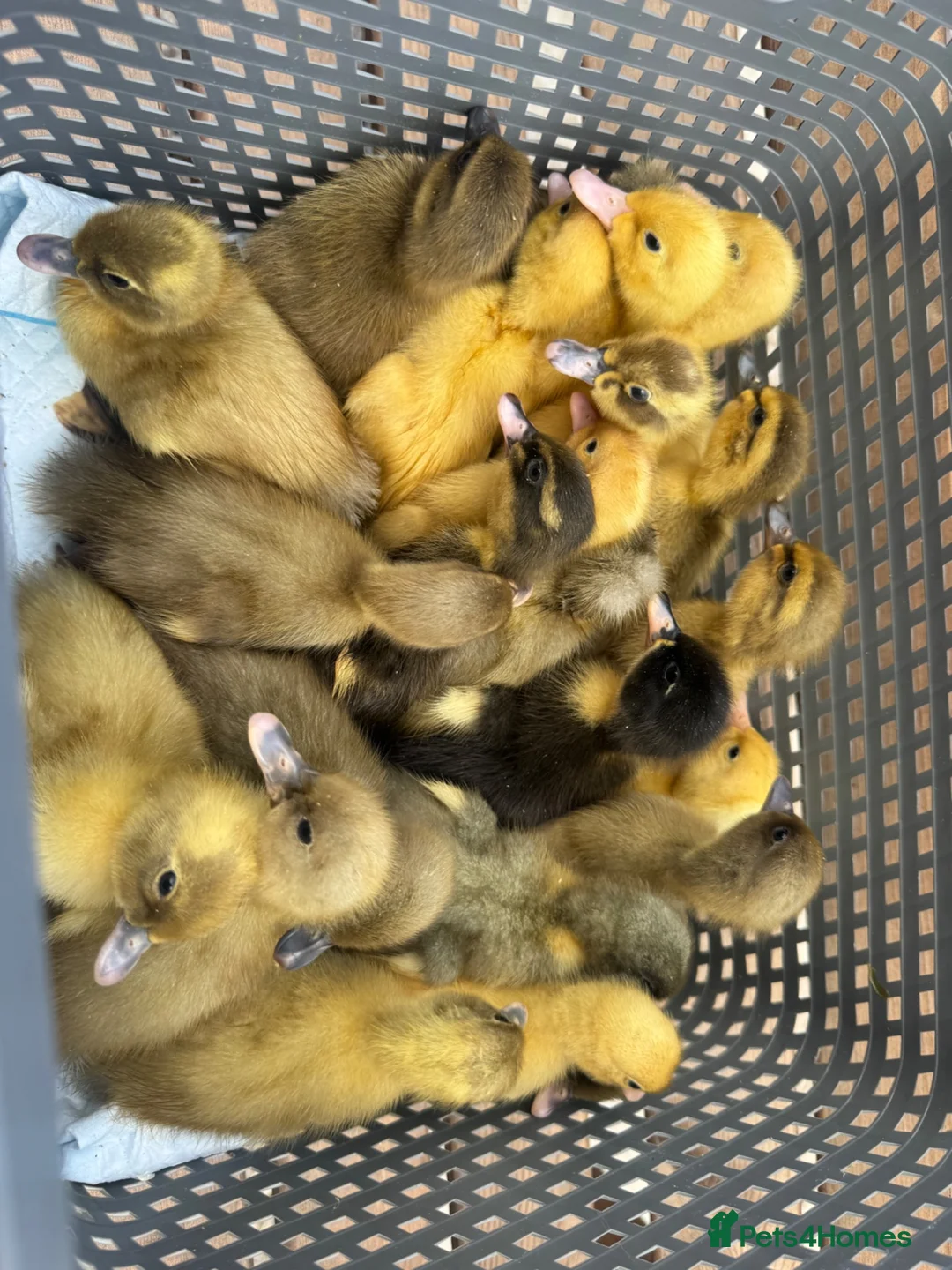 Ducks poultry for sale: SOLD Ducklings hatched 1st july - Advert 1