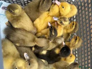 Ducks poultry Ducklings hatched 1st july - Advert 1