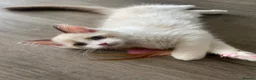 Ragdoll cats for sale:  (1 boy left) TICA REGISTERED, PUREBRED RAGDOLLS - Advert 3
