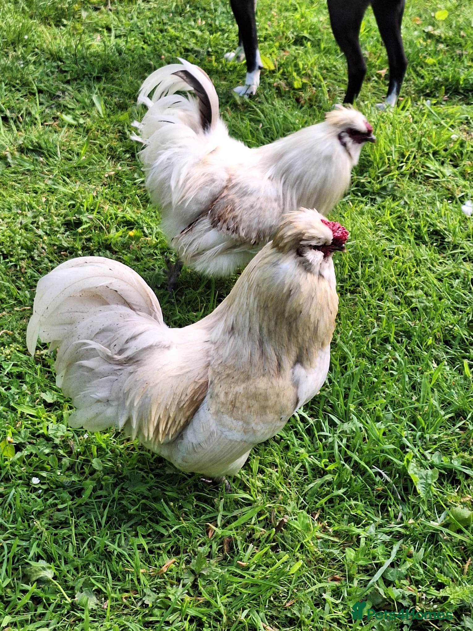 Chickens poultry Male chicken rooster cockerel 8 months old - Advert 3