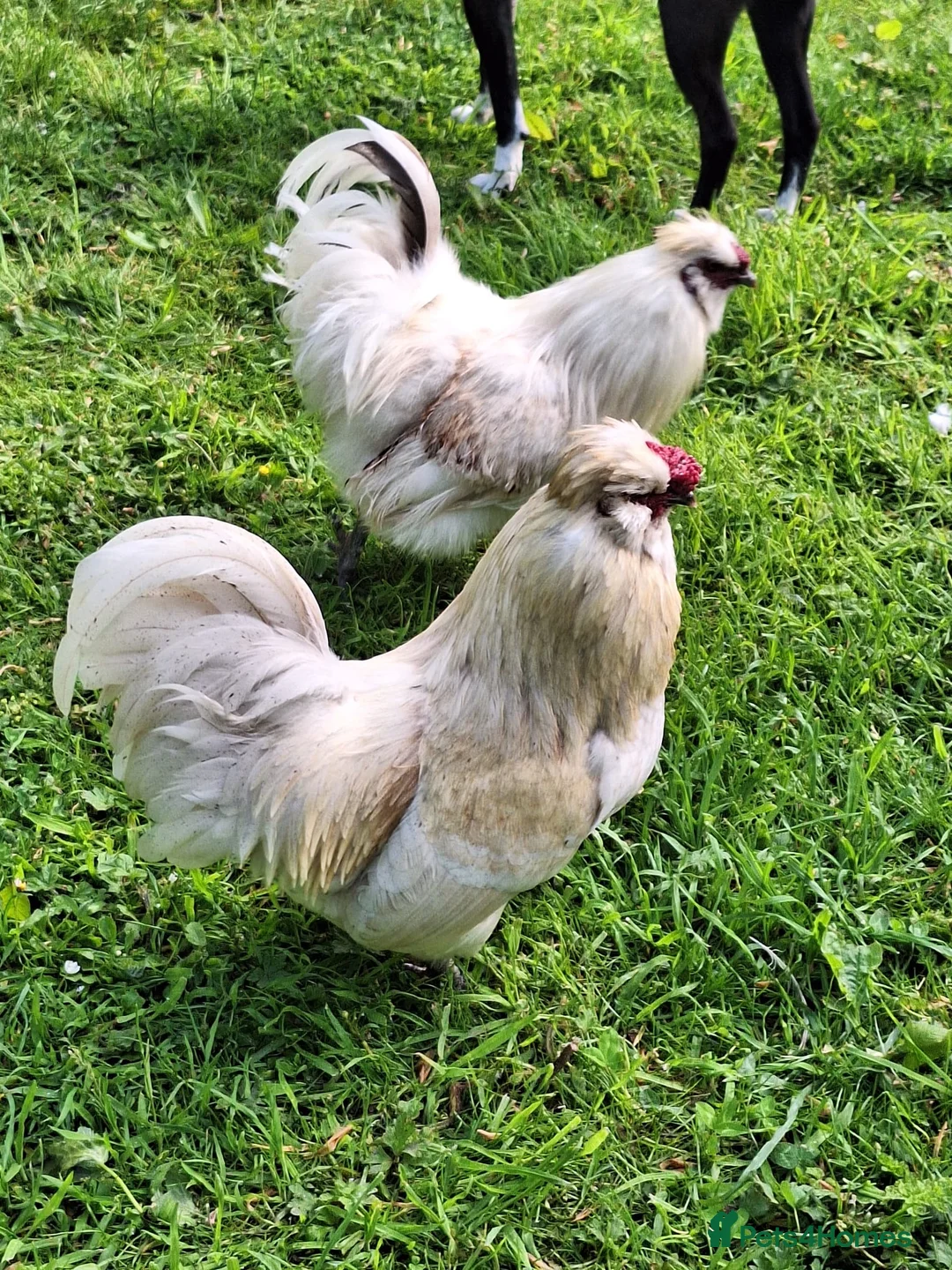 Chickens poultry for sale: Male chicken rooster cockerel 8 months old in Southampton - Advert 1