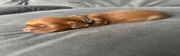 Cocker Spaniel dogs for sale: Red KC Registered Working Cocker Spaniel in Nottingham - Advert 12