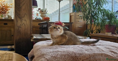 Scottish Fold cats - Advert 12