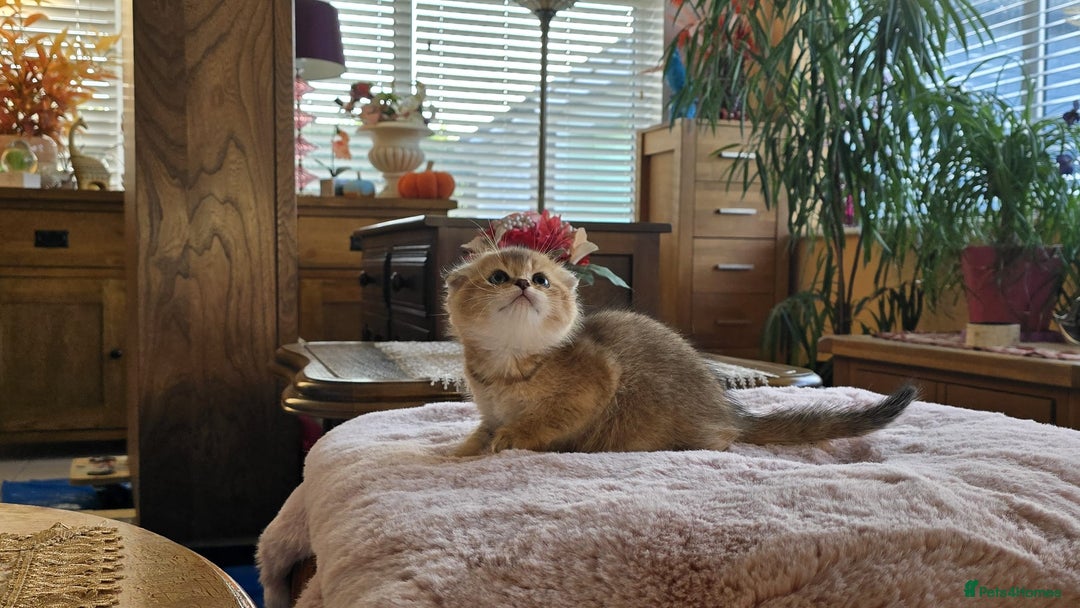 Scottish Fold cats for sale: British shorthair and Scottish fold - Image 2