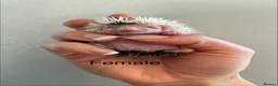 Pygmy Hedgehog rodents for sale: Gorgeous litter for Sale!  - Advert 13