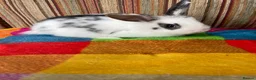 Mixed Breed rabbits for sale: 5 Baby Mixed Bred Rabbits  - Advert 8