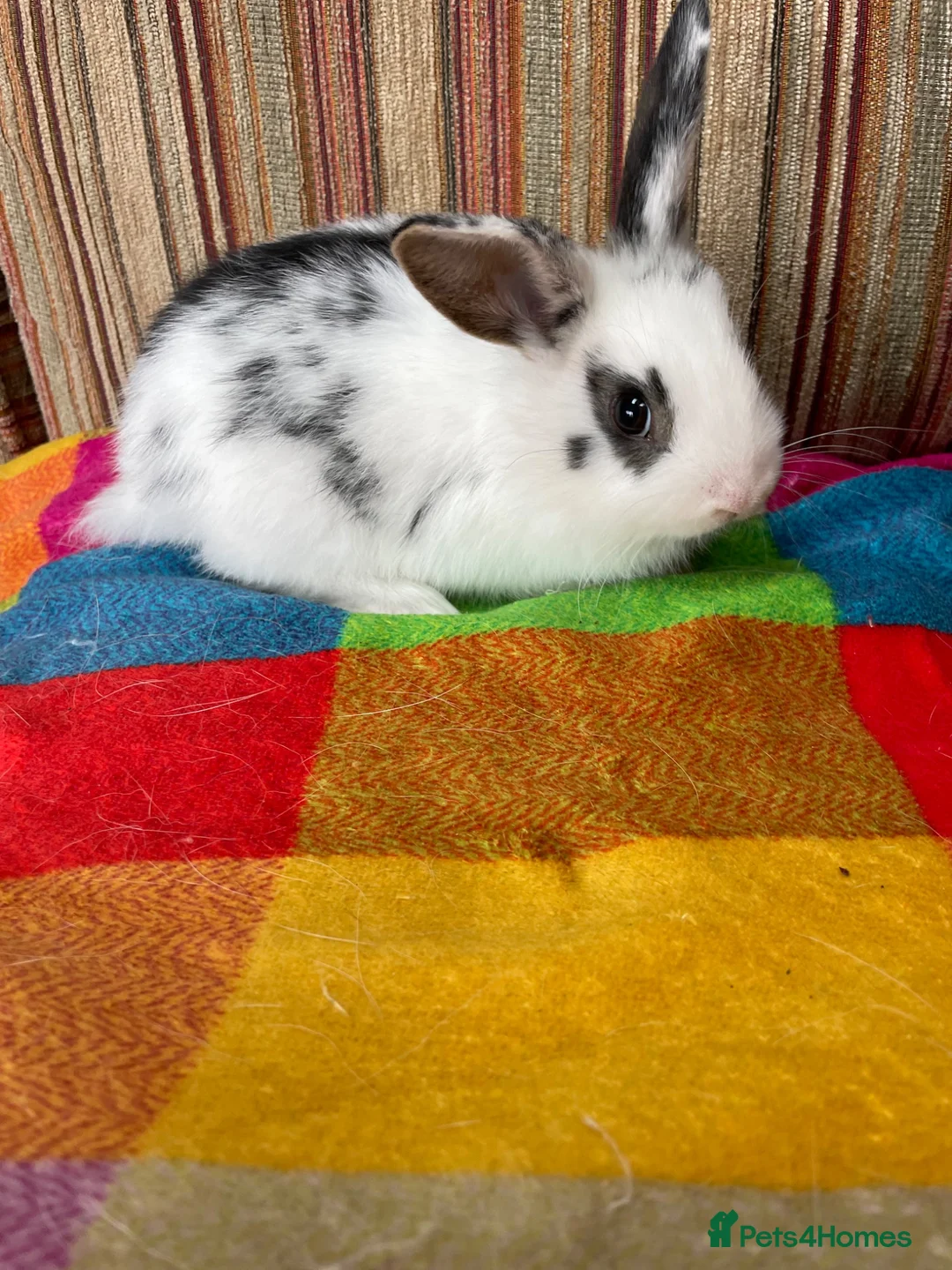 Mixed Breed rabbits for sale: 5 Baby Mixed Bred Rabbits  - Advert 8