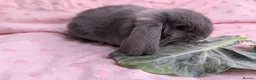 French Lop rabbits for sale: French Lop Rabbits – Ready from 4th September - Advert 14